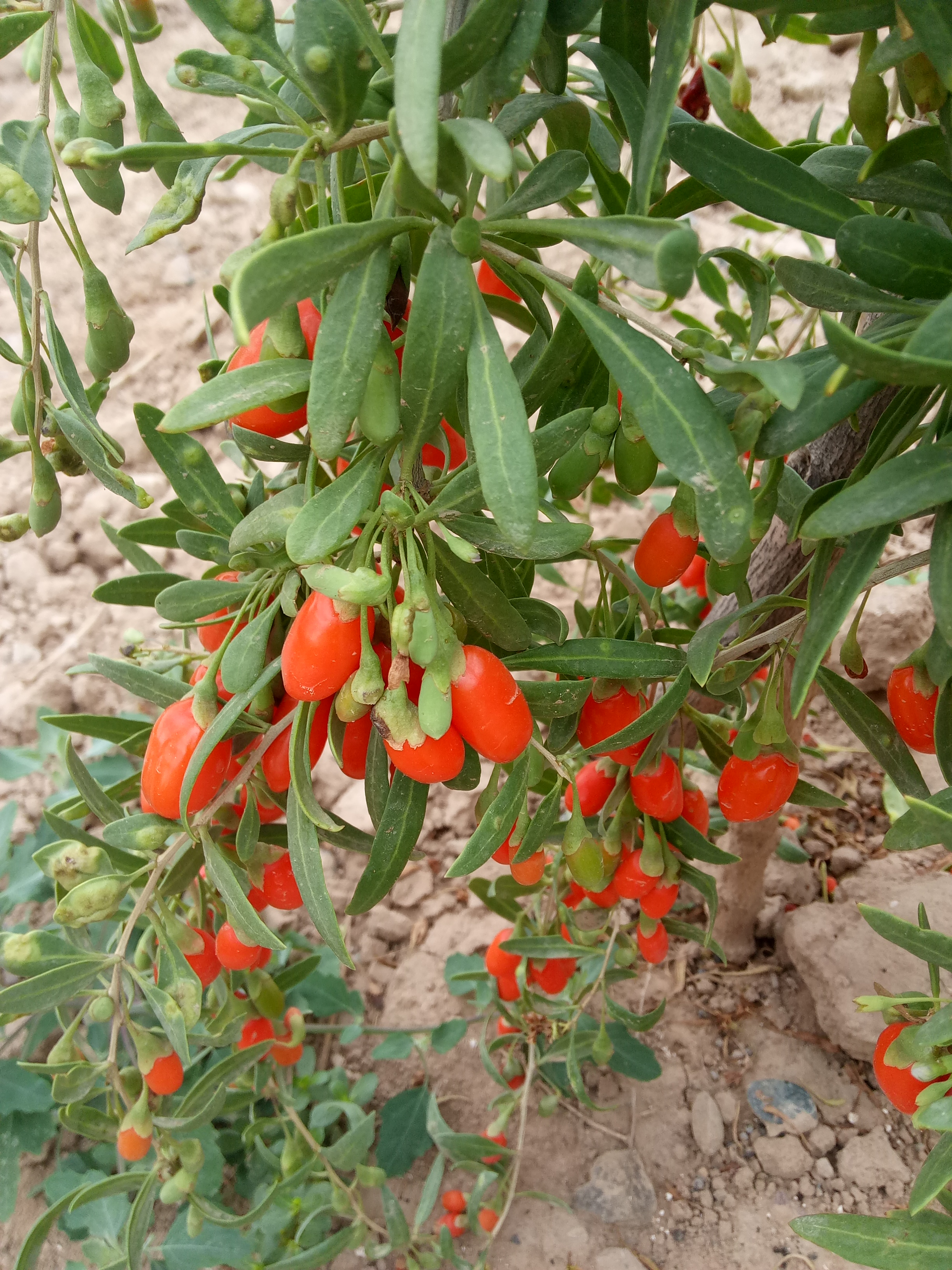 Dried Goji berry-NINGXIA HONG RISING BIOLOGICAL TECHNOLOGY CO.,LTD.